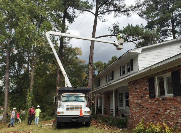 Best Utility Line Clearance  in Harrisburg, IL