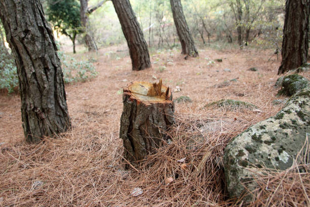 Best Hazardous Tree Removal  in Harrisburg, IL