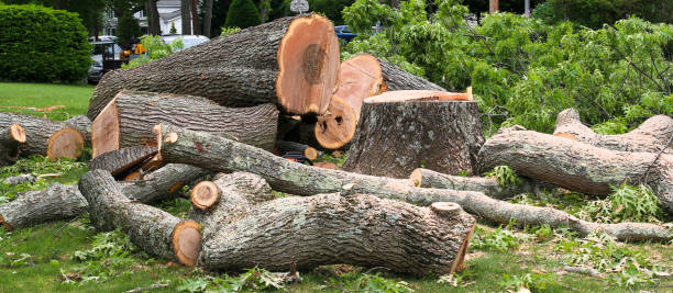 How Our Tree Care Process Works  in  Harrisburg, IL