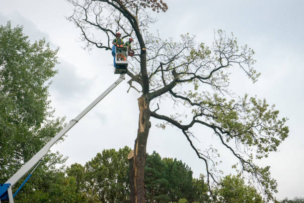 Best Tree Removal  in Harrisburg, IL