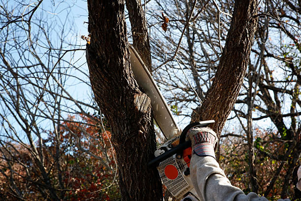 Best Tree Trimming and Pruning  in Harrisburg, IL