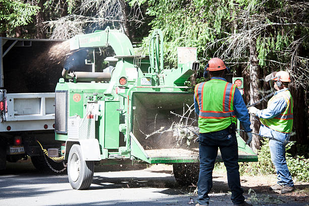 Best Tree and Shrub Care  in Harrisburg, IL