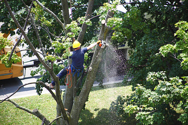 Best Tree Cabling and Bracing  in Harrisburg, IL